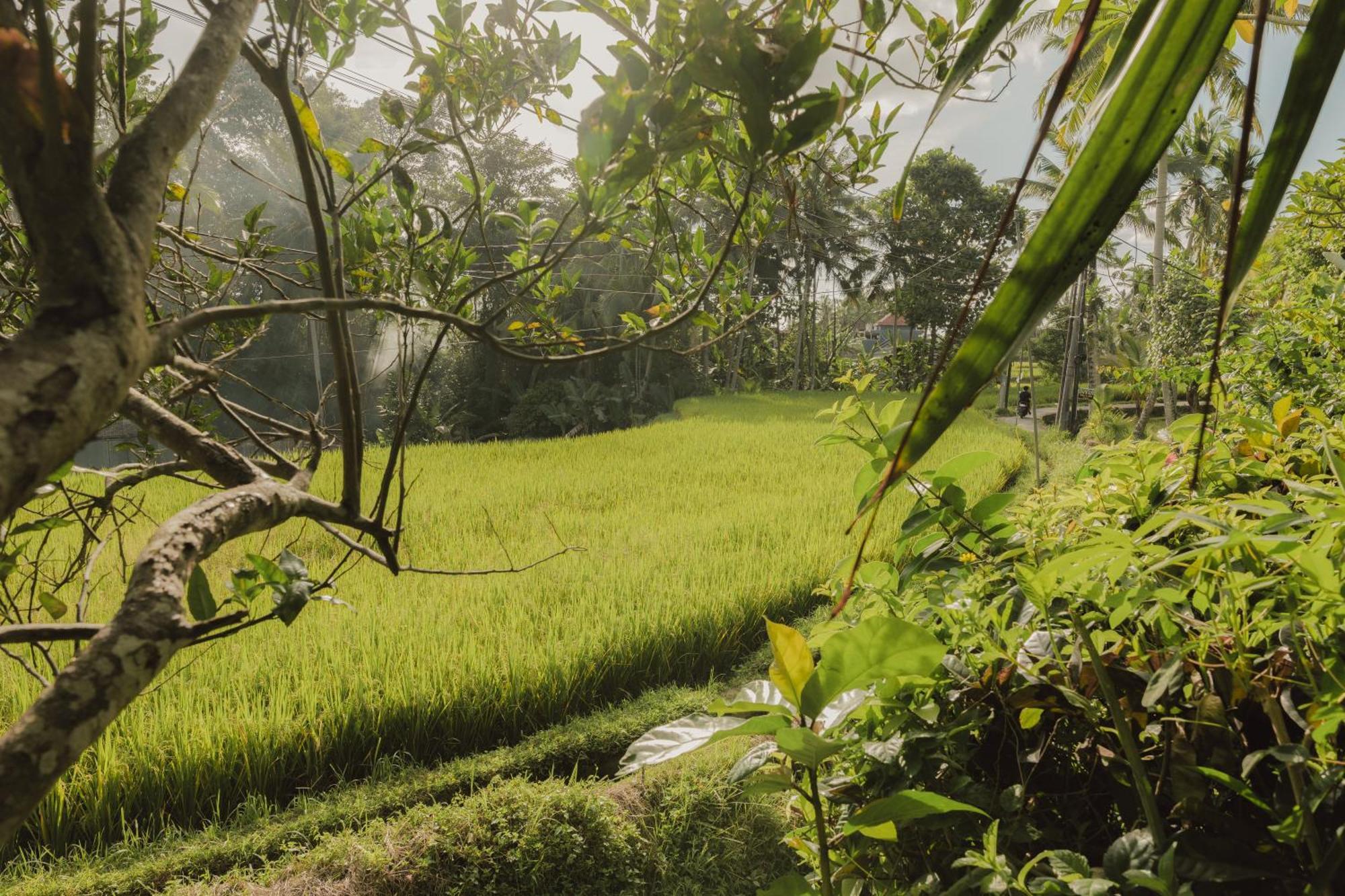 Villa Lumbung Ubud  Luaran gambar